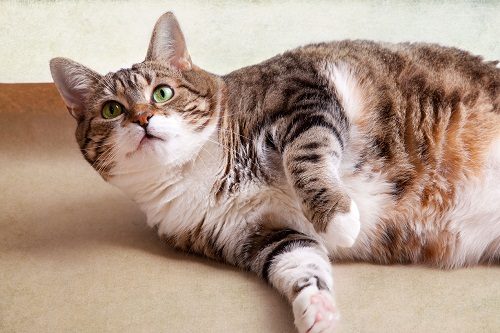Find Out Everything Related To Diabetes For Your Pet's Health 14 Find Out Everything Related To Diabetes For Your Pet's Health fat cat 01 | Cats