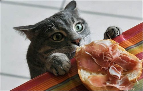 Find Out Everything Related To Diabetes For Your Pet's Health 4 Find Out Everything Related To Diabetes For Your Pet's Health hungry cat 01 | Cats