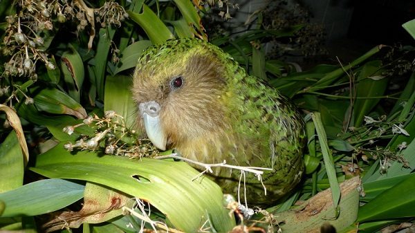 Want To Know More About Parrots? Read This! 5 Want To Know More About Parrots? Read This! kakapo | Birds