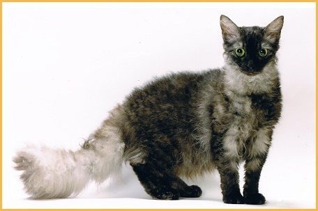 Attention: Long-haired Cat Breeds laperm cat 09 | Cats