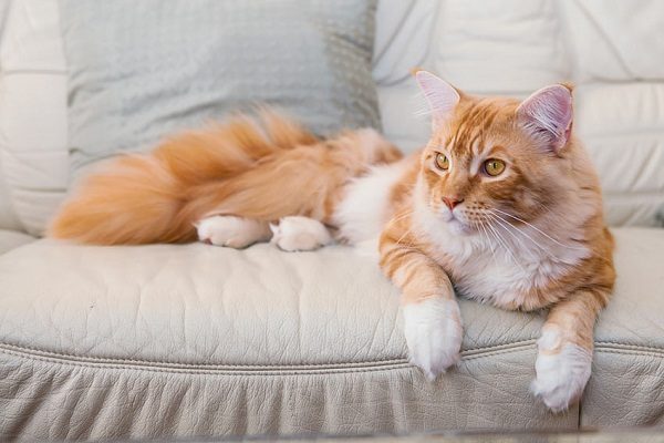 Take Care Of Maine Coon Doesn't Have To Be Hard. Read These 10 Tips maine cats 777 | Cats