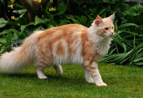 Take Care Of Maine Coon Doesn't Have To Be Hard. Read These 10 Tips maine coon 085 | Cats