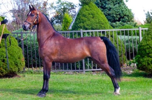 Top 12 Beautiful Horses In The World You Should Know 13 Top 12 Beautiful Horses In The World You Should Know morgan horse 012 | Horses
