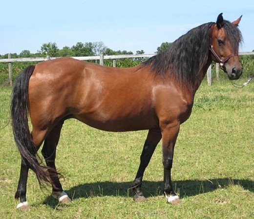 Top 12 Beautiful Horses In The World You Should Know morgan horse 014 | Horses