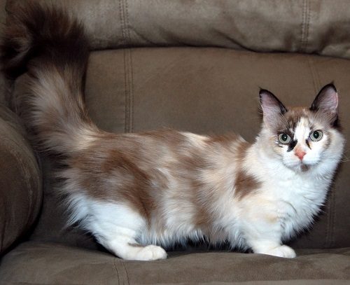 Attention: Long-haired Cat Breeds munchkin cat 09 | Cats