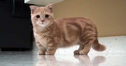 Attention: Long-haired Cat Breeds munchkin cats 01 | Cats