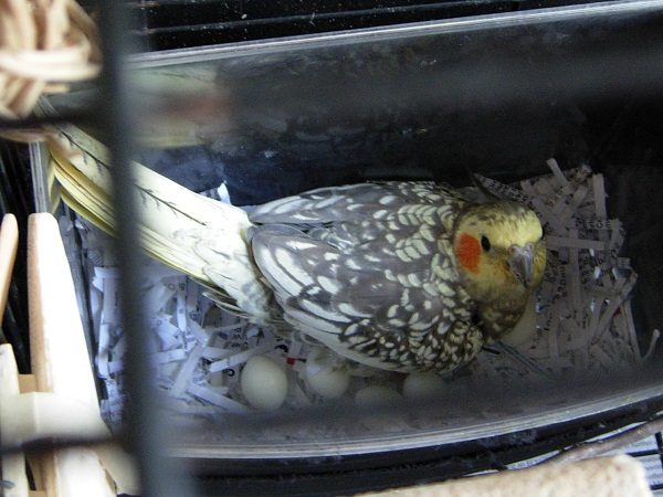 Want To Know More About Parrots? Read This! 4 Want To Know More About Parrots? Read This! parrot 0121 | Birds