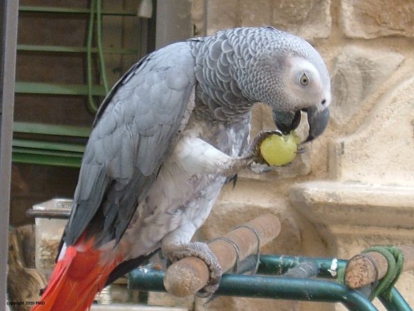 Want To Know More About Parrots? Read This! 2 Want To Know More About Parrots? Read This! parrot eating a grape 078 | Birds