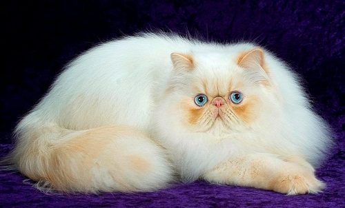 Attention: Long-haired Cat Breeds persian cat 02 | Cats