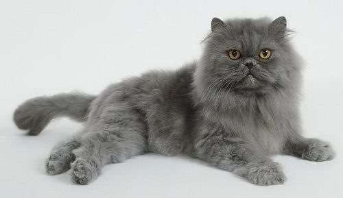 Attention: Long-haired Cat Breeds persian cat 085 | Cats