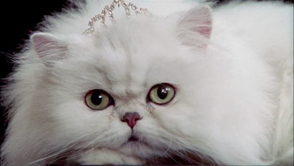 Attention: Long-haired Cat Breeds persian cat 098 | Cats