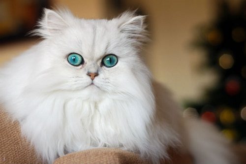 Attention: Long-haired Cat Breeds persian cats 05 | Cats