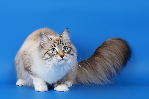 Attention: Long-haired Cat Breeds ragamuffin cat 858 | Cats