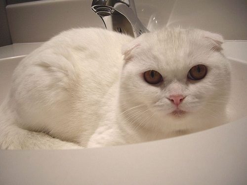 Attention: Long-haired Cat Breeds scottishfold cat 0124 | Cats