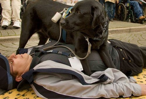 Tasks Of "Service Dogs" Towards All Disabilities service dog 001 | Behaviour & Training