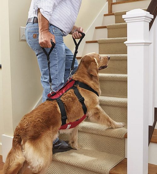 Tasks Of "Service Dogs" Towards All Disabilities service dog 0121 | Behaviour & Training