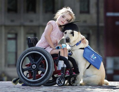Tasks Of "Service Dogs" Towards All Disabilities service dog 041 | Behaviour & Training
