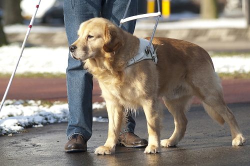 Tasks Of "Service Dogs" Towards All Disabilities service dog 054 | Behaviour & Training