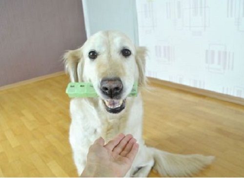 Tasks Of "Service Dogs" Towards All Disabilities service dog 32 | Behaviour & Training