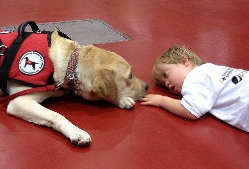 Tasks Of "Service Dogs" Towards All Disabilities service dog 323 | Behaviour & Training