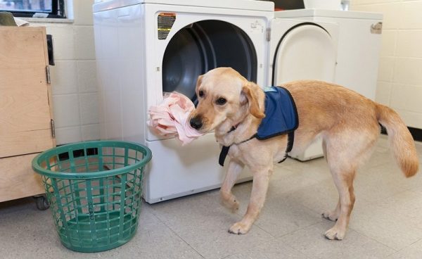 service dog 7854 service dog 7854 |