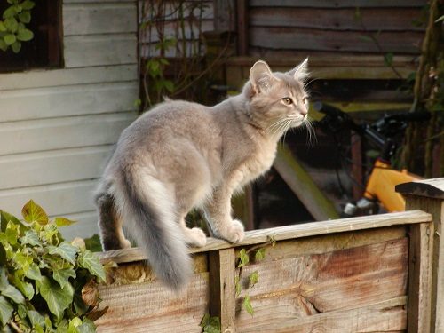 Attention: Long-haired Cat Breeds somali cat 05 | Cats