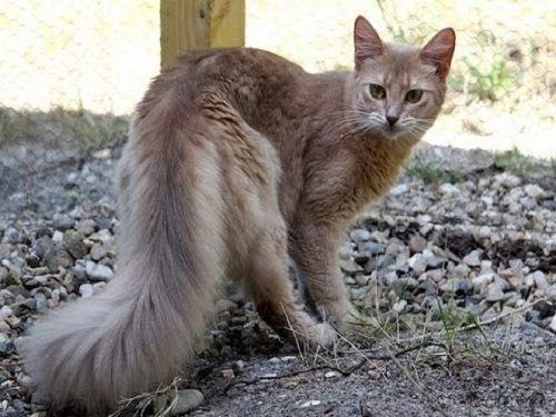 Attention: Long-haired Cat Breeds somali cat 8877 | Cats