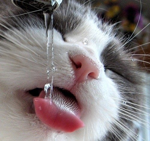 Find Out Everything Related To Diabetes For Your Pet's Health 2 Find Out Everything Related To Diabetes For Your Pet's Health thirsty cat 01 | Cats