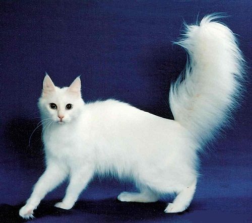 Attention: Long-haired Cat Breeds turkish angora 02 | Cats