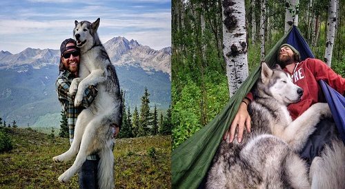 The 8 Most Dangerous Animals To Own As Pets 11 The 8 Most Dangerous Animals To Own As Pets wolf dog 47 | Behaviour & Training