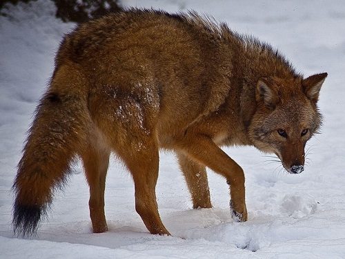 20 Strange Animal Hybrids You Need To Know 10 20 Strange Animal Hybrids You Need To Know Coywolf 01 | Bizarre Animals