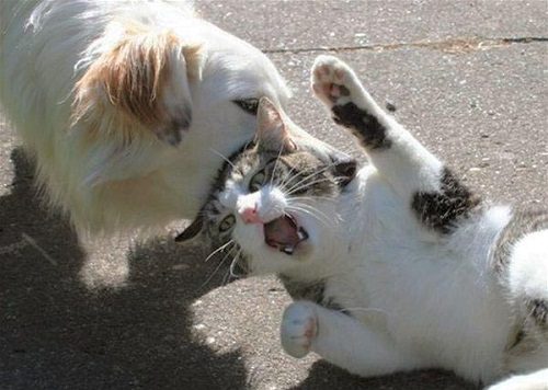 How Things Will Change - 12 Steps To Avoid Dog Bites 14 How Things Will Change - 12 Steps To Avoid Dog Bites Dog Bites Cat 02 | Behaviour & Training