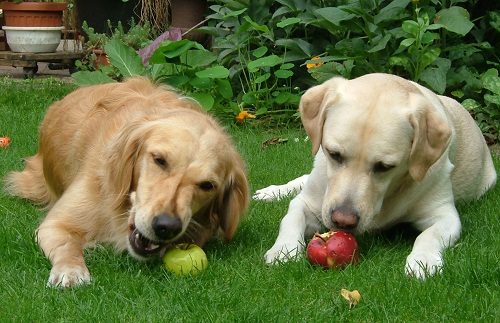 Top 20 Healthiest Food For Your Dog 11 Top 20 Healthiest Food For Your Dog Dogs eating apples 05 | Dogs
