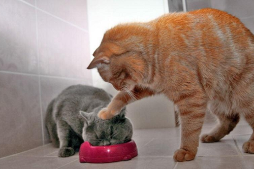 7 Examples Of Unwanted Cat Behavior And How To Solve Them Food Stress 01 | Behaviour & Training