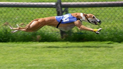 Top 15 Fastest Animals In The World Greyhound 045 | Behaviour & Training