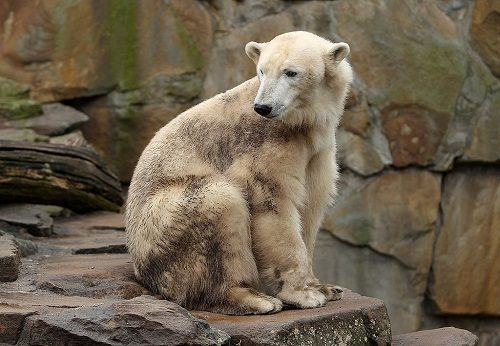 20 Strange Animal Hybrids You Need To Know 14 20 Strange Animal Hybrids You Need To Know Grolar Bear 02 | Bizarre Animals