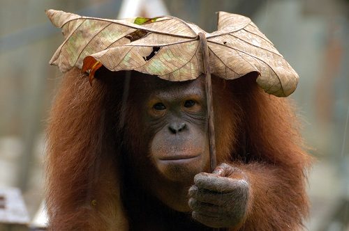 Top 19 Intelligent Animals in The World Orangutan | Behaviour & Training