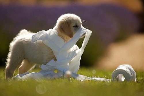 Successful Tips For New Puppy Owner Prepare your home for your new puppy | Behaviour & Training