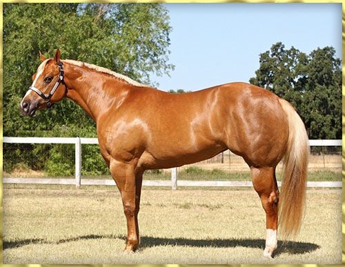 Top 15 Fastest Animals In The World Quarter Horse 021 | Behaviour & Training