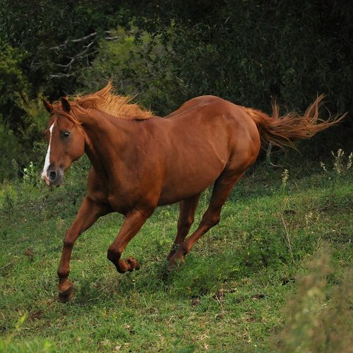 Top 15 Fastest Animals In The World Quarter Horse 20 | Behaviour & Training