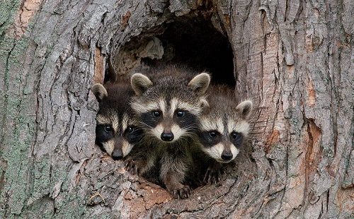 Top 19 Intelligent Animals in The World Raccoon one of the most intelligent animal in the world | Behaviour & Training