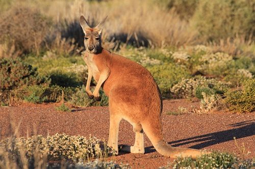Top 15 Fastest Animals In The World Red kangaro 012 | Behaviour & Training