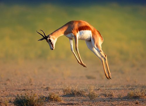 Top 15 Fastest Animals In The World Springbok 021 | Behaviour & Training