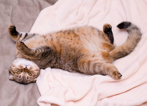7 Examples Of Unwanted Cat Behavior And How To Solve Them Tackling tapeworms | Behaviour & Training