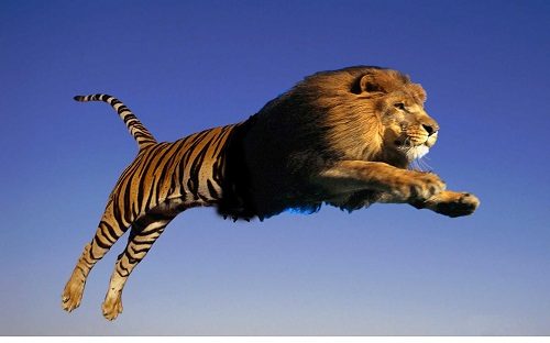 20 Strange Animal Hybrids You Need To Know 3 20 Strange Animal Hybrids You Need To Know Tigon 02 | Bizarre Animals