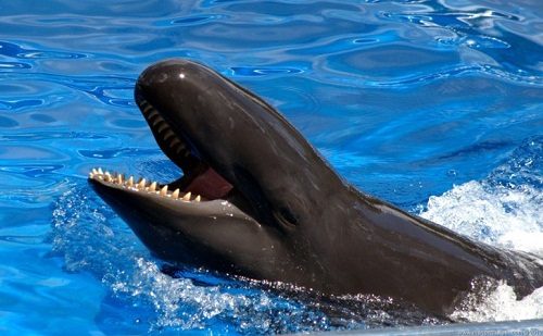 20 Strange Animal Hybrids You Need To Know 15 20 Strange Animal Hybrids You Need To Know Wholphin 05 | Bizarre Animals