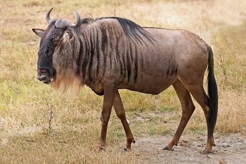 Top 15 Fastest Animals In The World Wildebeest 012 | Behaviour & Training