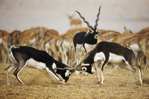 Top 15 Fastest Animals In The World blackbuck 202 | Behaviour & Training