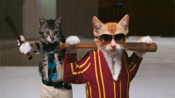 cat fight 05 cat fight 05 |