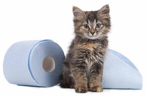 12 Signs May Mean a Serious Health Problem In Cats 3 12 Signs May Mean a Serious Health Problem In Cats cat with Diarrhea | Cats